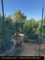 Grow Bust second Armstrong Rd location with bushes CCSO Photo Sept 2019