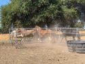 Horses at Warren Road Valley Springs site Sept 5 2019