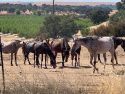 Horses at Warren Road Valley Springs site Sept 5 2019