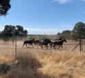 Horses at Warren Road Valley Springs site