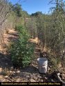 Illegal pot grow on Buckboard Lane in Copperopoli