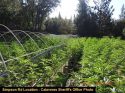 Illegal pot grow on Simpson Road in Rail Road Flat