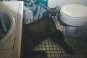 Mountain lion intruder in Sonora home Sept 15 2019 TCSO Photo