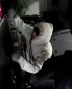 Suspect being sought in the Haxy Bulldog Farms cannabis dispensary