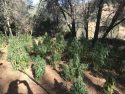TCSO Marijuana grow site busted Hwy 108 near OByrnes Ferry Rd Sept 13 2019