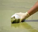Example of cyanobacteria