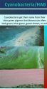 Cyanobacteria/ harmful algal bloom