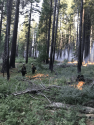 Rosasco Fire In Stanislaus National Forest