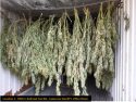 CCSO Grow Busts Week of Oct 14 2019