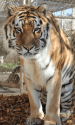 Czar the tiger at PAWS October 2019