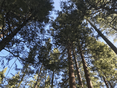 Forest area