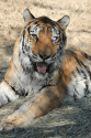 Mungar the tiger at PAWS October 2019