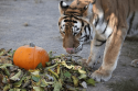 Tessa at PAWS October 2019