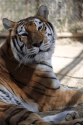 Tessa the Tiger at PAWS October 2019