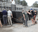 The first of the Waystation Three trio of tigers is released into a PAWS den Oct 8 2019