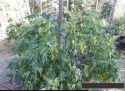 8000 block Skunk Hollow Lane Grow Bust Nov 1 2019