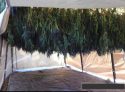 8000 block Skunk Hollow Lane Grow Bust Nov 1 2019