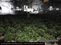Grow Bust South Ranchero Road Dec 5 2019