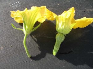 Hand Pollinating Squash Plants