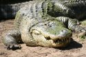 American Alligator