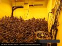 Illegal grow bust at Lake Tulloch home in the Copperopolis area