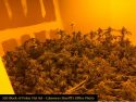 Illegal grow bust at Lake Tulloch home in the Copperopolis area