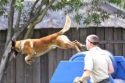 K9 Justice