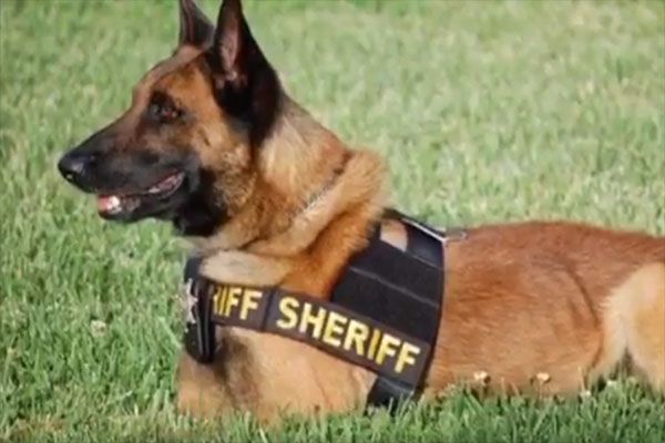 Tuolumne Sheriff’s Office Mourns Loss Of K9 Justice