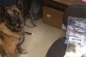 K9 Justice