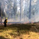 CAL Fire Prescribed Burn activities Feb 2020
