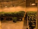 Wallace property drug bust