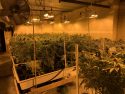 Wallace property drug bust