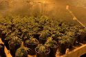 Wallace property drug bust