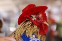 Poultry show entry