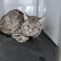 Bobcat at Tuolumne County Animal Control during COVID-19 Crisis March 2020
