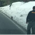 Bobcat released by Tuolumne County Animal Control during COVID-19 crisis March 2020