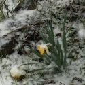 Snowy Jonquil in Angels Camp March 16 2020