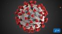 ultrastructural morphology exhibited by corona viruses