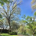 Trees other flora leafing and blooming