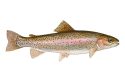 Rainbow Trout Bureau of Reclamation Image
