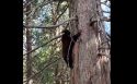 Yosemite Black Bear