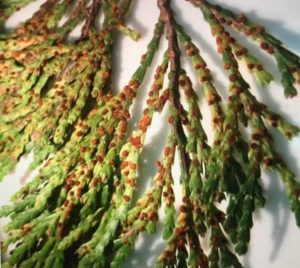 Have You Seen This On A Cedar Tree?