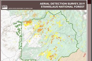 Aerial Detection Survey from 2019 of hazard trees in the Stanislaus National Forest