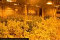 1400 block of West Forty Road grow bust June 2020 CCSO Photo