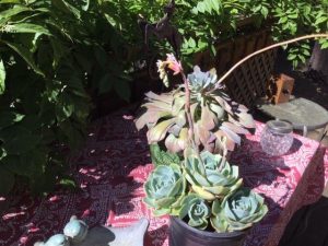 Succulents: Little Camels