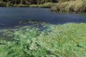 Algal bloom that looks like paint spilled on the water
