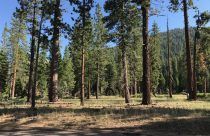 Archive Forest photo - Clark Fork Campground