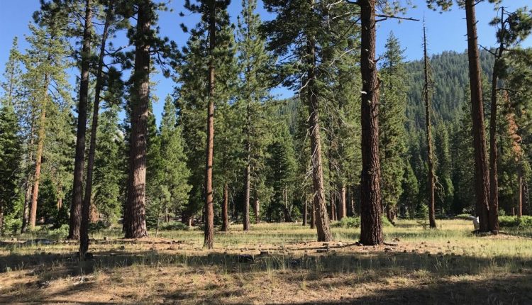 Archive Forest photo - Clark Fork Campground