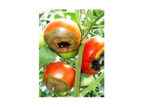 Blossom End Rot in Tomato Plants