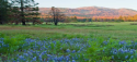 Ackerson Meadow